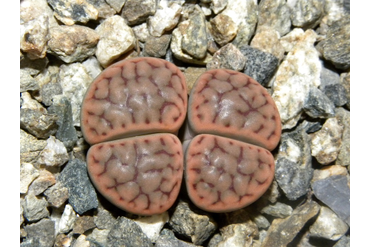 Lithops schwantesii ssp. schwantesii v. schwantesii С076 
 