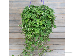 Будра плющевидная Variegata