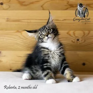 Волгоградский питомник Мейн кунов GangsterCat. Сайт: www.gangstercat.ru Тел: +7 (917) 335-09-66 (WhatsApp, Viber, Telegram), Татьяна.
