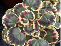 Пеларгония Excalibur