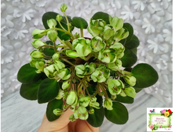 ML-Крыжовник (Miniviolets Lux) 2024 г. (детка)