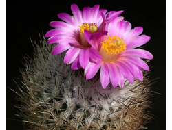 Gymnocactus beguinii v.senilis - 5 семян