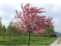 Вишня Канзан - Kanzan