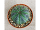 Euphorbia obesa