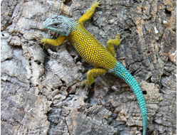 Заборная игуана, или колючая игуана, или малахитовая ящерица (Sceloporus malachiticus)