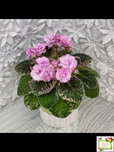 Rose Bouquet (G.T.Smith) (9028) 04/12/2001