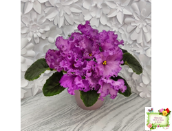 НК-Императорский Сад (Н.Козак) 2019 г. (лонг листва)