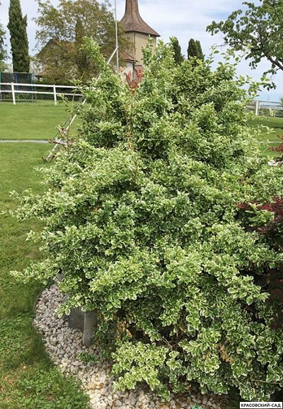 Дерен белый Сибирика Варьегата фото листвы красовский-сад.рф