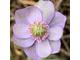 Hepatica nobilis «Manthey Supercentra».