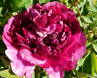 Пион Da Zong Zi (Глубокое Синее Море) - древовидный  (корнесобственный)