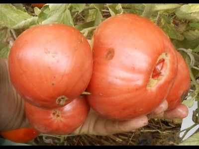 Томат Бычье сердце от Умриловой (усл)