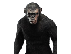 ПРЕДЗАКАЗ - Шимпанзе Коба (серия "Планета Обезьян") - Коллекционная ФИГУРКА 1/6 Ape Leader Standard ver (DYM202404A) - Hell Cat ?ЦЕНА: 20500 РУБ.?