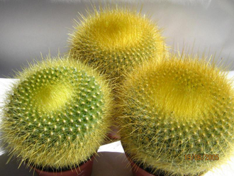 Brasilicactus graessneri  fa. - 5 семян
