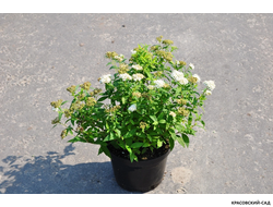 Спирея Альбифлора - Albiflora