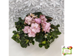 АВ-Капучино (Фиалковод) 2020 г. (лист укоренённый)