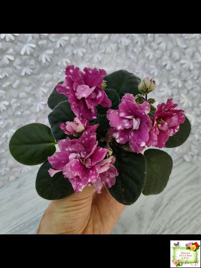 Rivermist Sizzle (J. Baker)