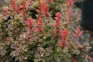 Барбарис тунберга "Адмирейшн" (С3, 20-30)