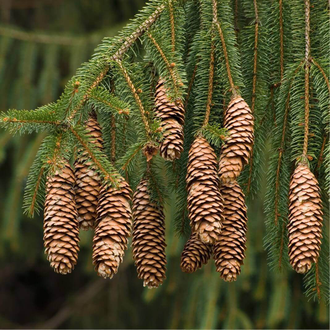 Ель (Picea abies), лапки (5 мл) - 100% натуральное эфирное масло