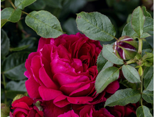 Соул (Soul) роза, ОКС