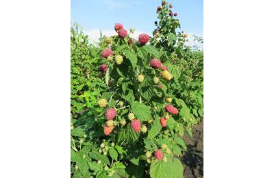 Малина ремонтантная Пингвин