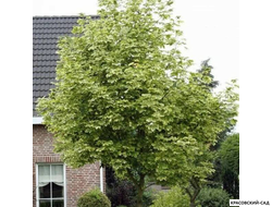 Клен остролистный Друммонди - Drummondii