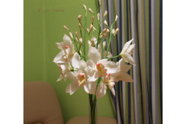 Букет белых орхидей