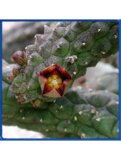 Echidnopsis cereiformis v. brunnea