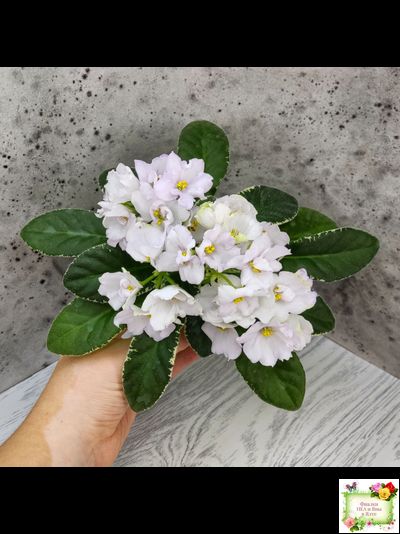 ЛЕ-Стрекоза (Е. Лебецкая) 2020 г. (пестролистный лонг)