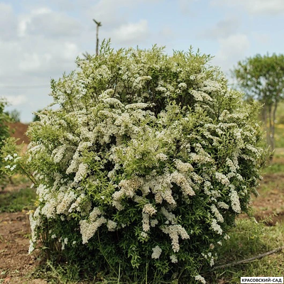 Спирея серая Грефшейм - Grefsheim в форме шара