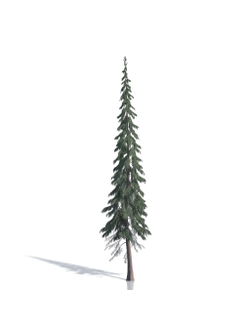 Billboards Ель летняя_08