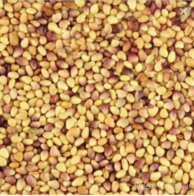 Семена клевера луговой сорт (Дымковский Рс-1) 100кг