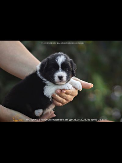 мальчик ГОЛУБОЙ ошейничек Д-2025, mas