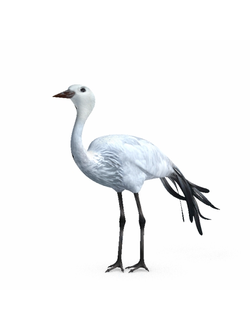 птицы Журавль птенец