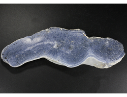 Коралл голубой Акори, Австралия (139*49*12 мм, 100 г) №37714