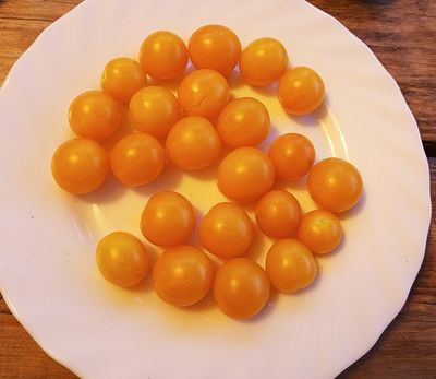 Томат Монисто янтарное