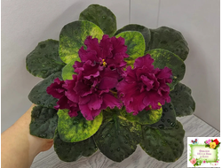 ЕК-Жара (Е. Коршунова) 2018 г.