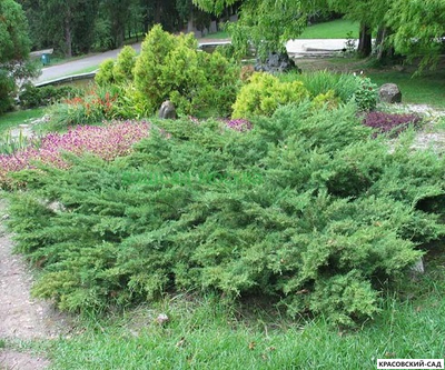 Можжевельник Матхот - Mathot