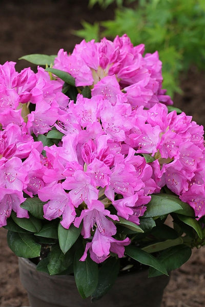 Рододендрон Roseum Elegans