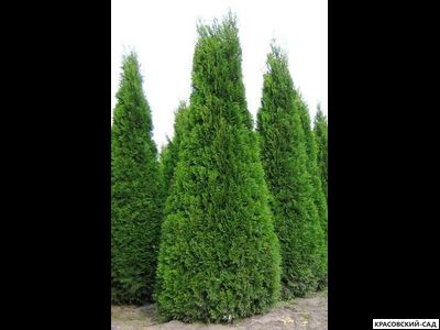 Туя Колумна - Columna