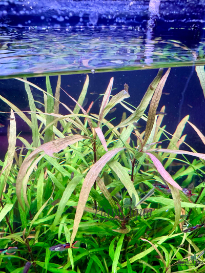 Гигрофила иволистная (ветка)