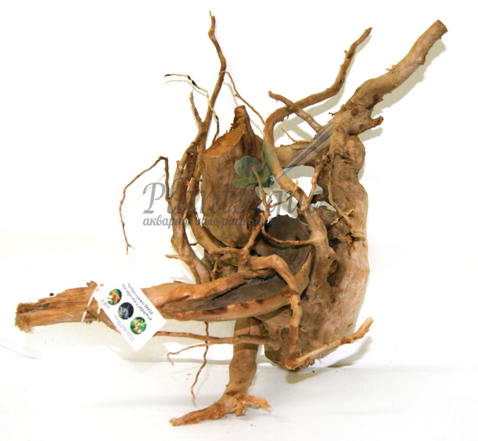 Коряга пустынная
