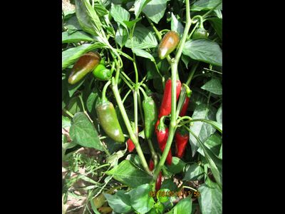 Перец острый Халапеньо ранний (Jalapeno Early)