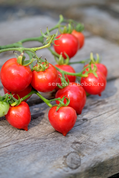 Томат Гибрид Тарасенко, 10 шт