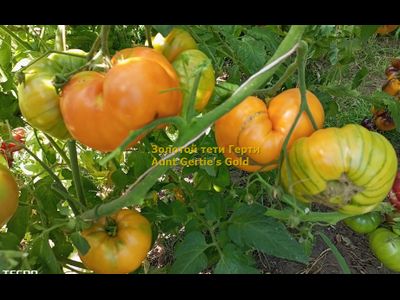 Томат Золотой тети Герти (Aunt Gertie’s Gold) США