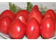 Пионовые Розы (Rose de  Bihor, Румыния)