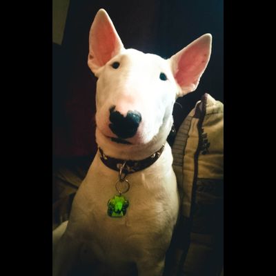 Комплект для изготовления адресников для собак, в форме лапки (заготовки с бортиками), 10 штук.