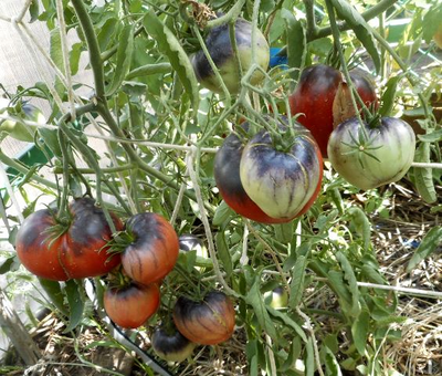 Томат Сержант Пеппер (Sgt Peppers ), США