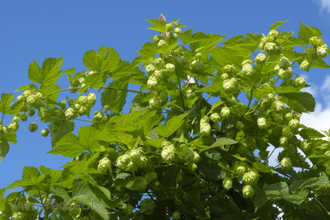 Гидролат Хмель (Humulus lupulus) шишки, 100 мл