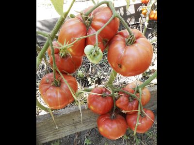 Томат Хелен немецкий (Helen's German)