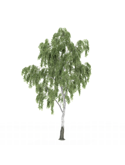 лиственные Береза ARVORE 06